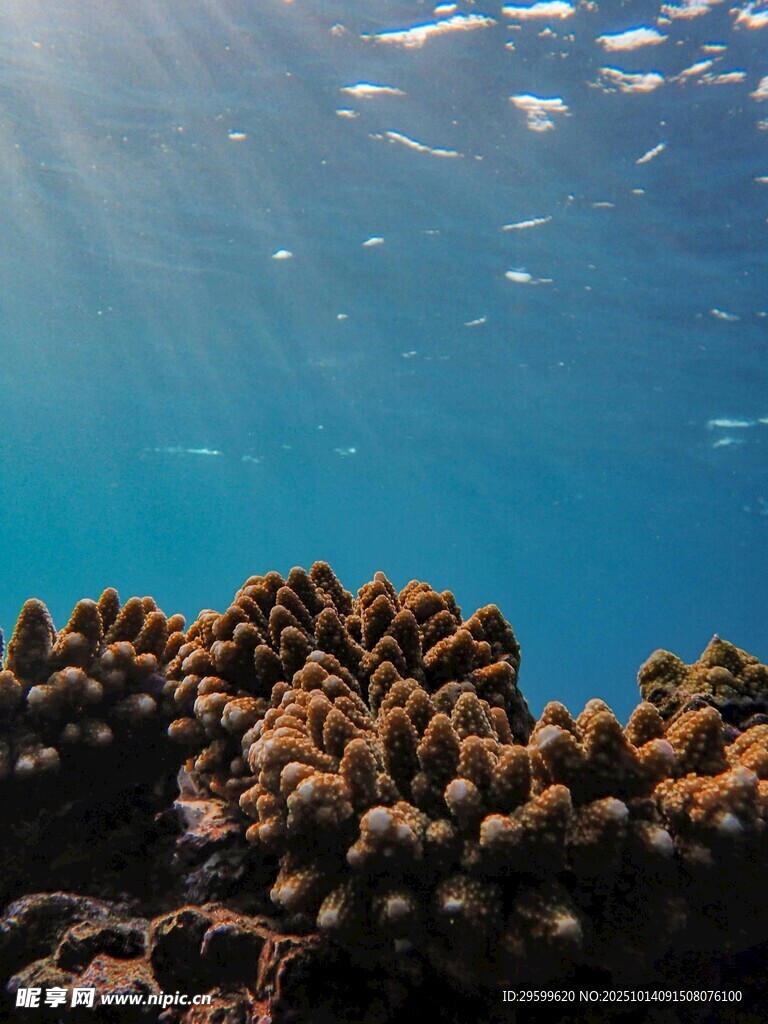 海底珊瑚景观 