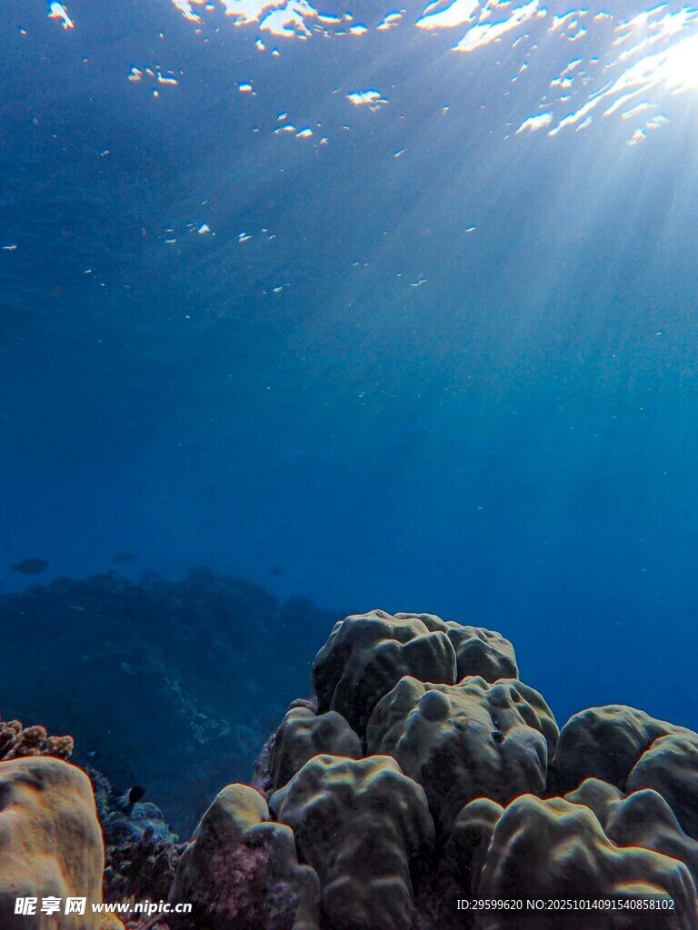 海底珊瑚景观