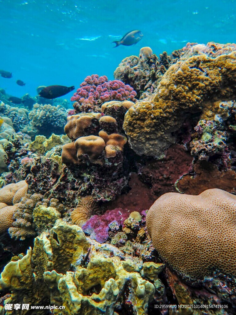 海底多彩珊瑚景观