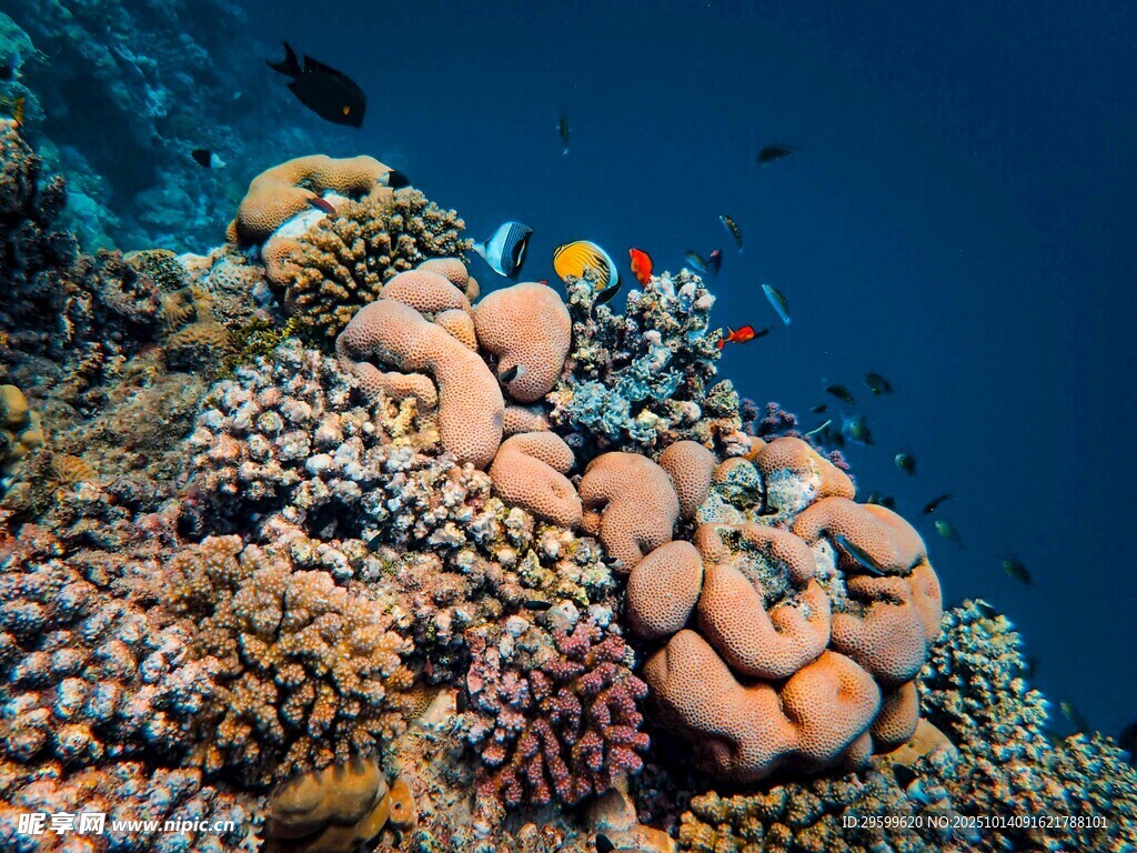 海底多彩珊瑚景观