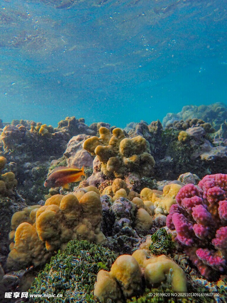 绚丽海底珊瑚景观