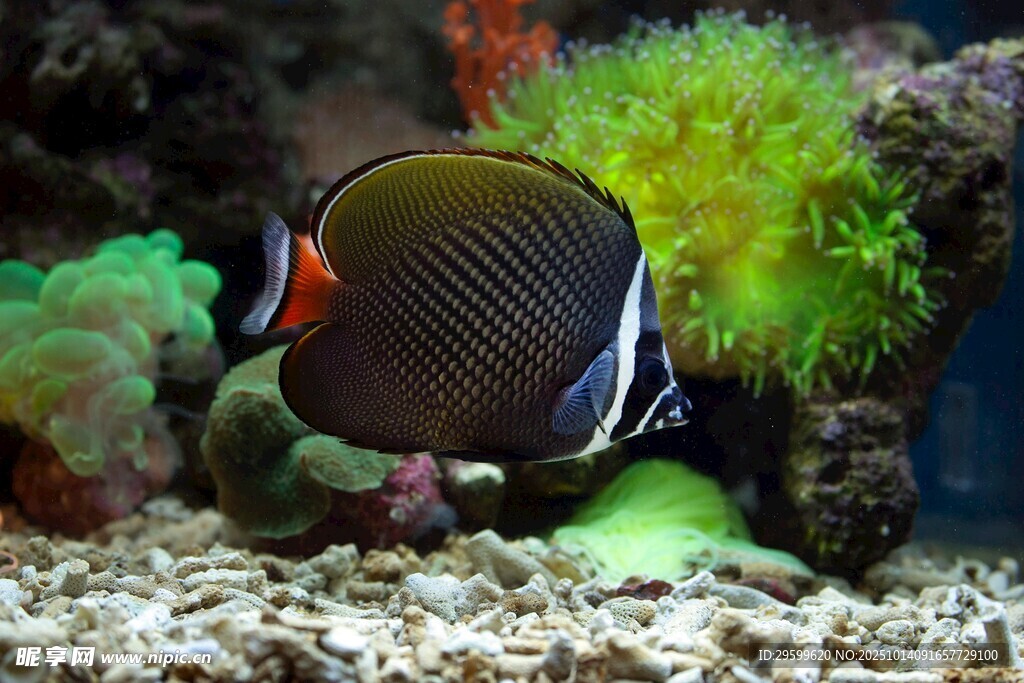 水族馆中的美丽条纹蝴蝶鱼