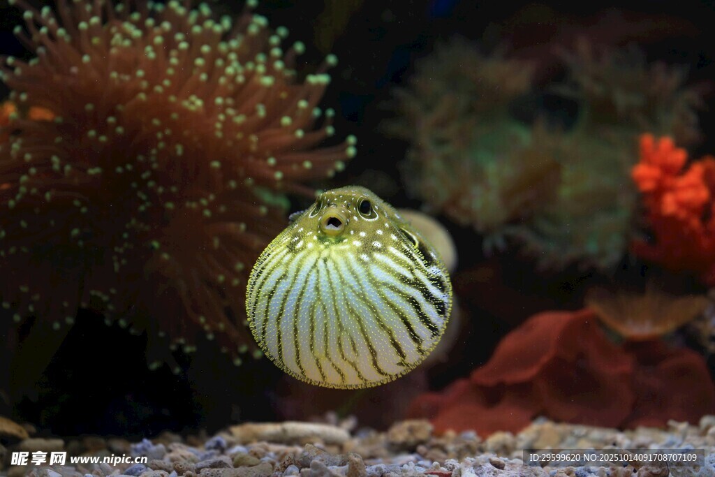 条纹海蛞蝓在海底珊瑚间