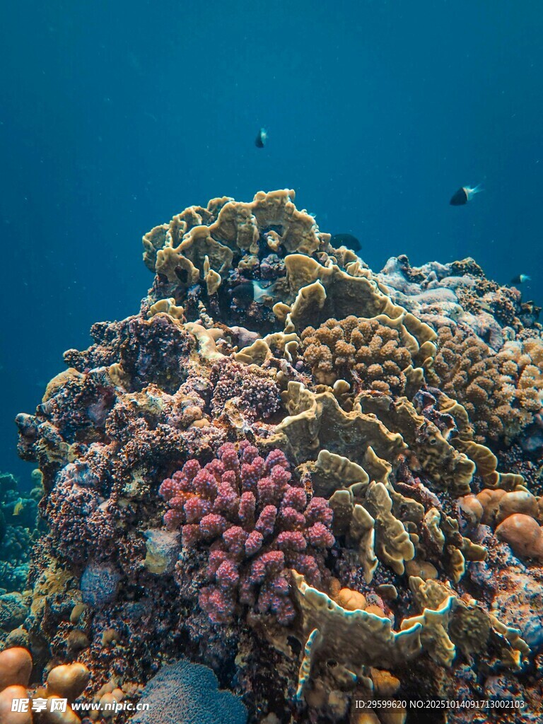 绚丽多彩的海底珊瑚景观