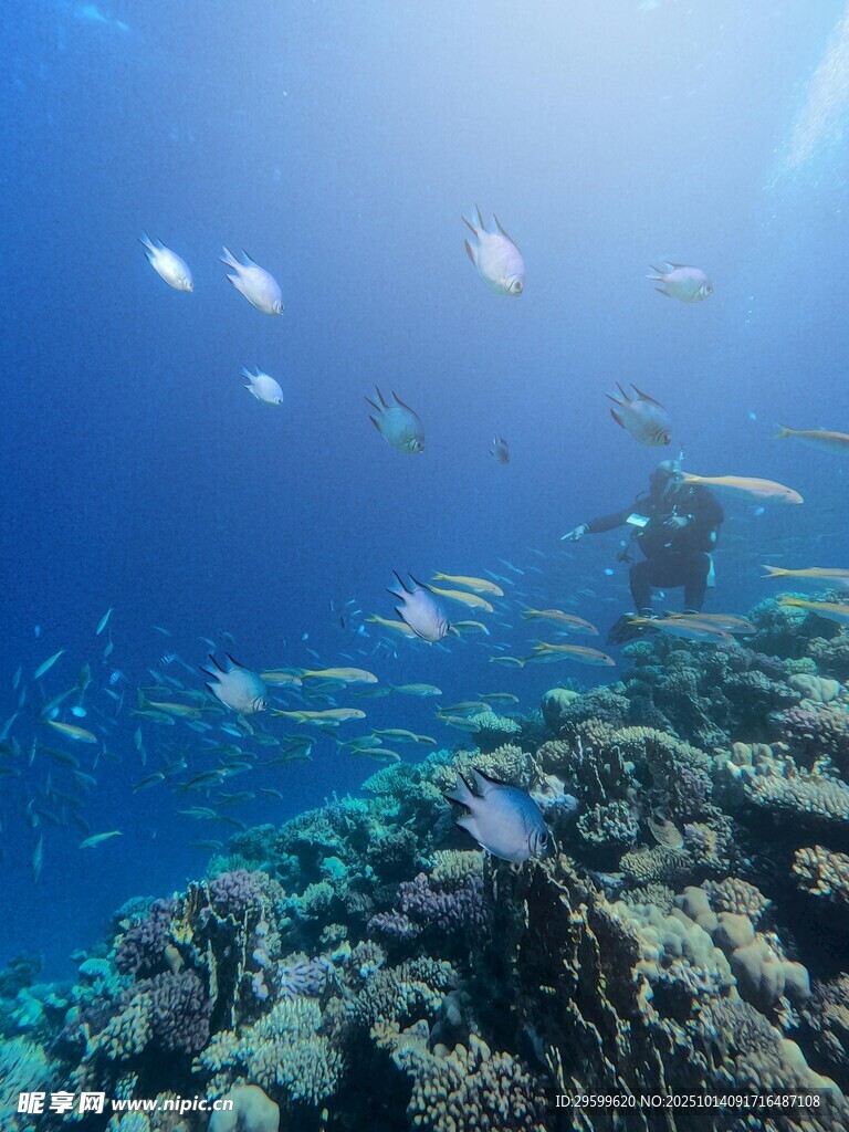 海底美丽珊瑚与游动鱼群