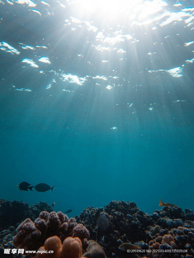 海底阳光照耀的美丽珊瑚
