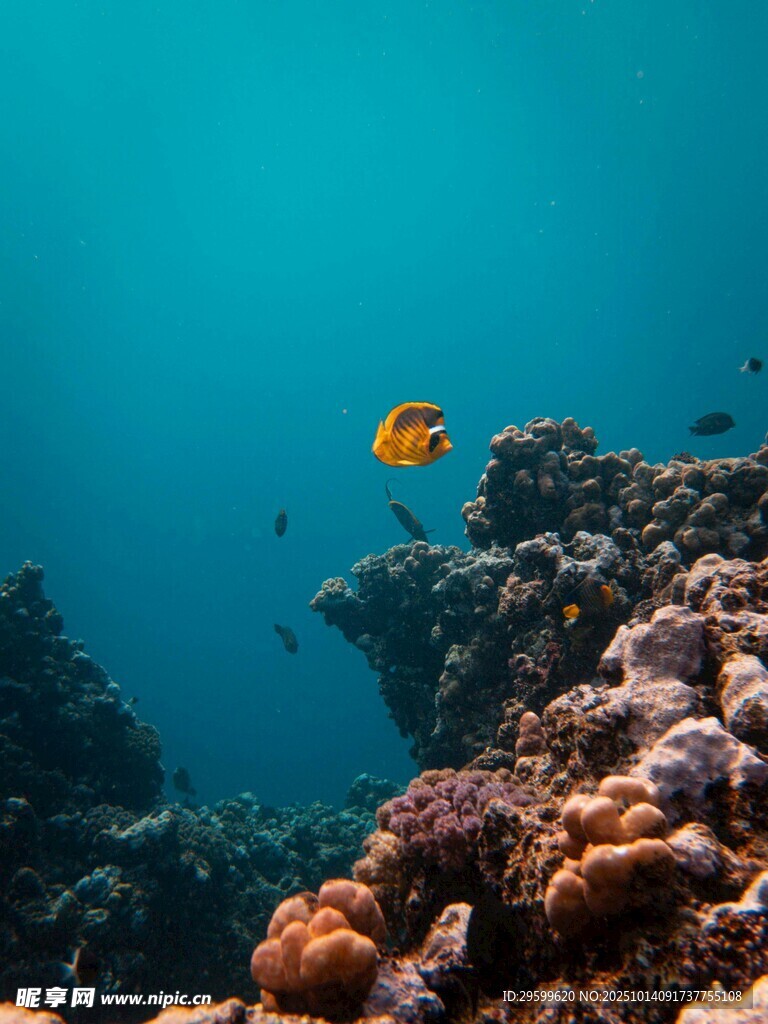 海底珊瑚与游动的小鱼