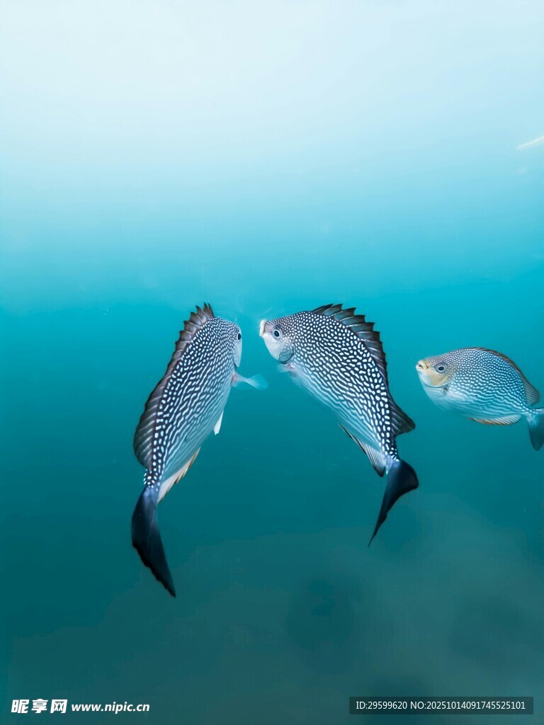 海中游动的银色小鱼群