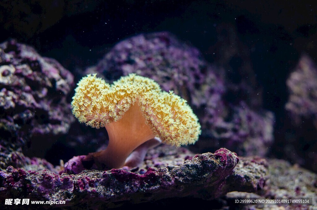 海底珊瑚绽放美丽姿态