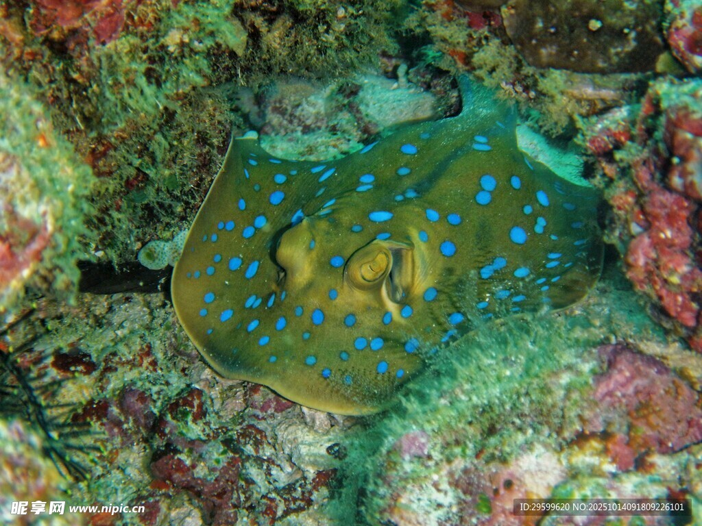蓝斑黄鳐海底美丽身姿