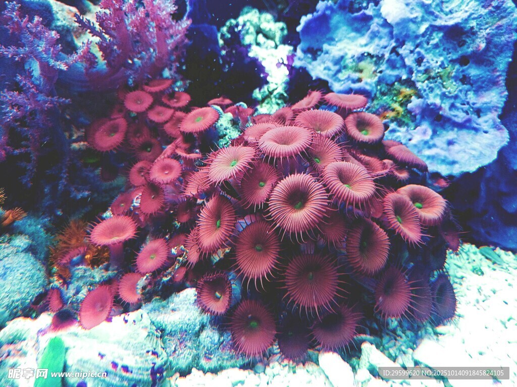 绚丽多彩的海底珊瑚景观