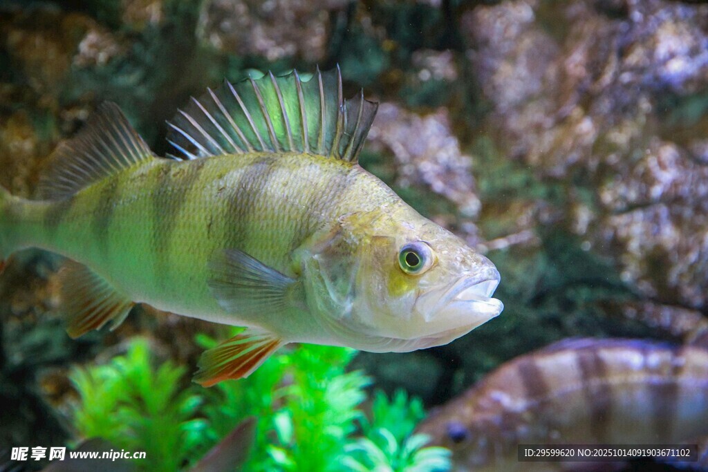 水族箱中的多彩条纹小鱼