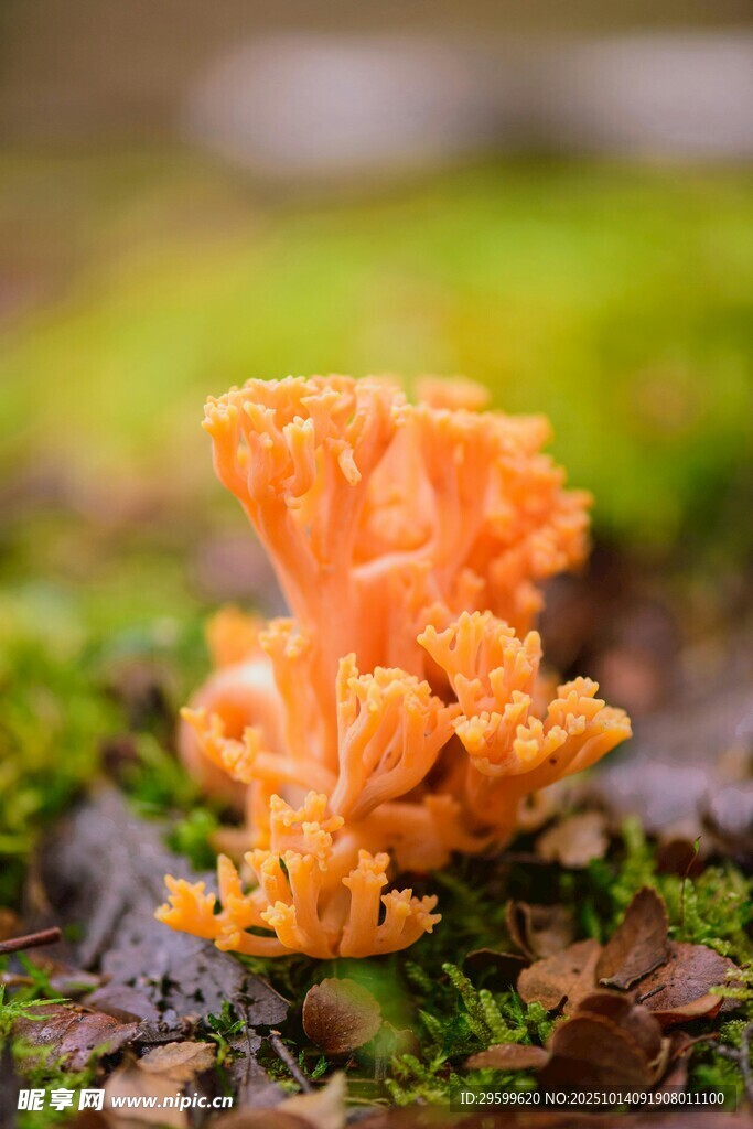橙色珊瑚状菌类特写