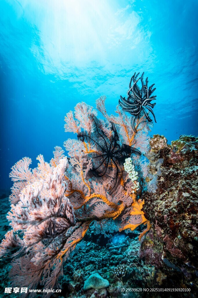 海底绚丽珊瑚景观
