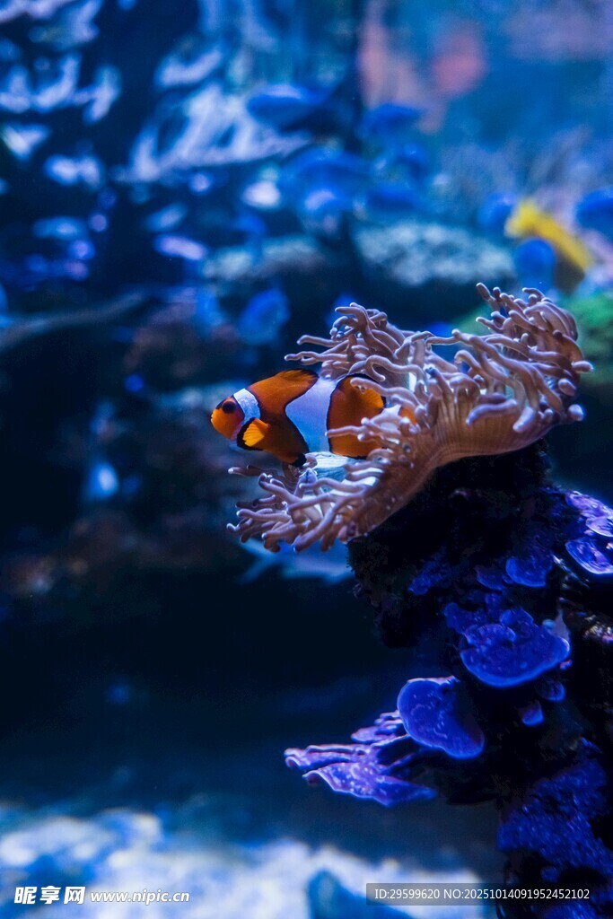 海底小丑鱼与海葵相依