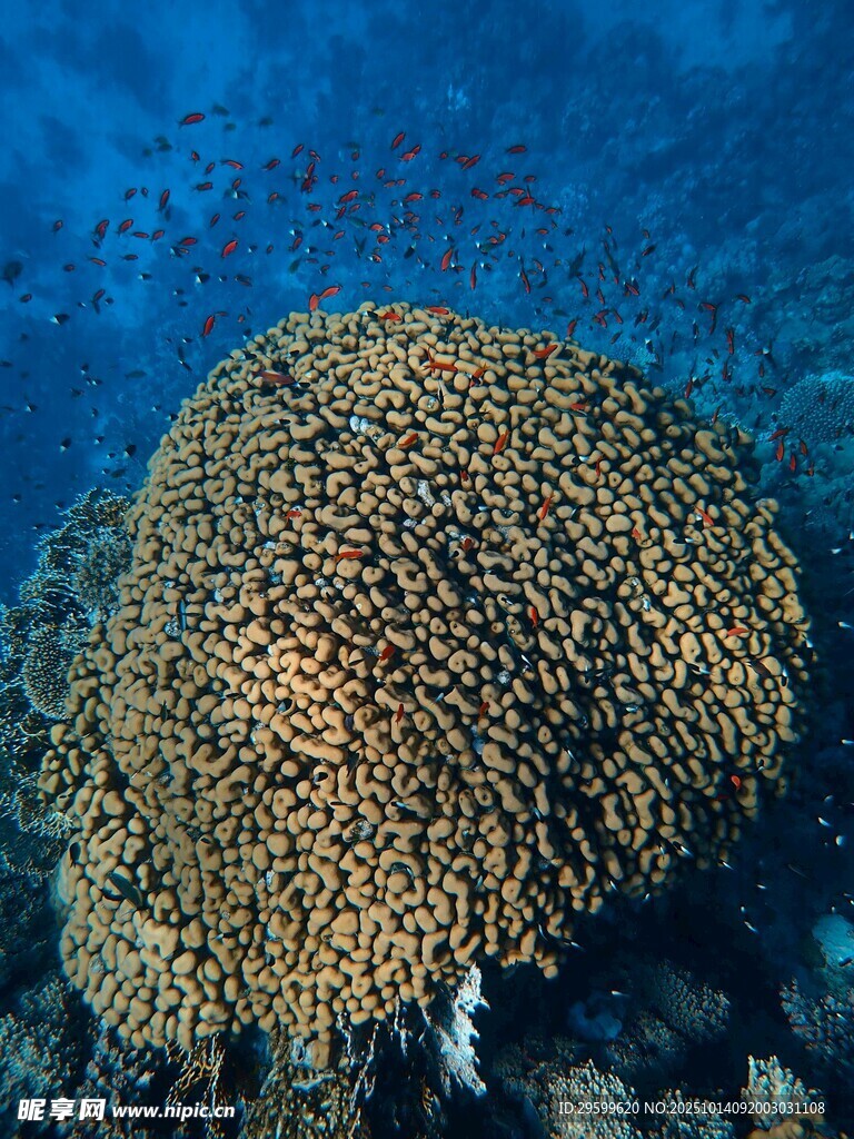 海底壮观的珊瑚