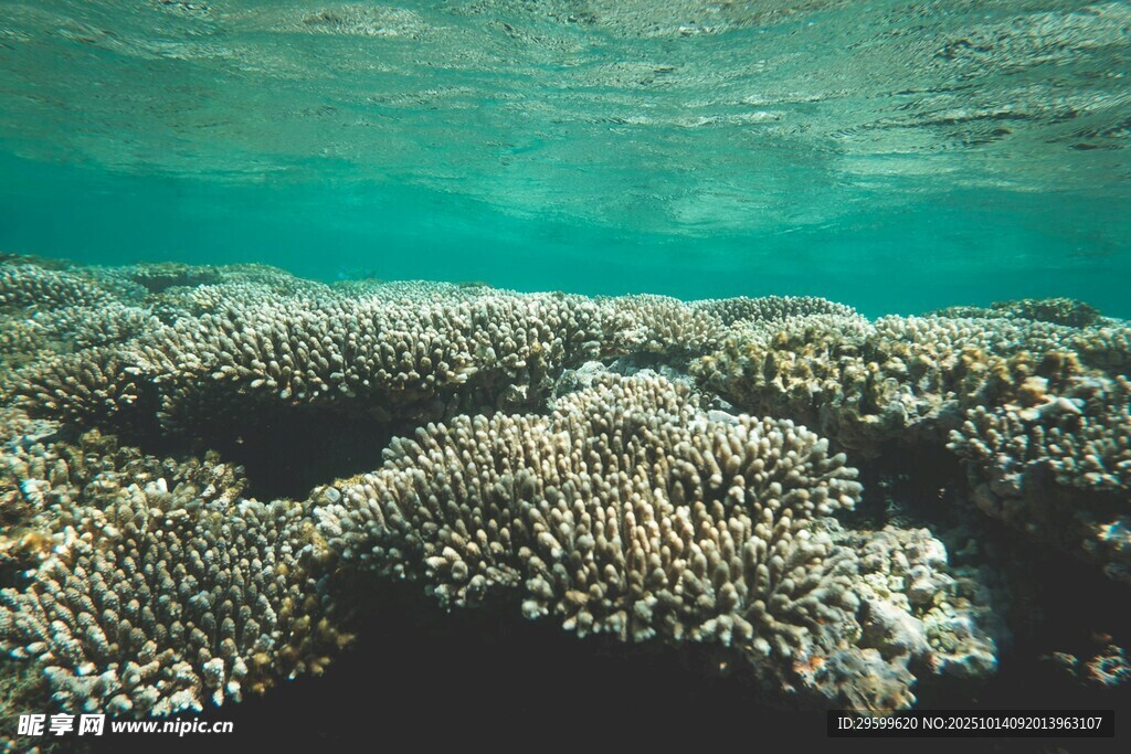 海底绚烂珊瑚景观