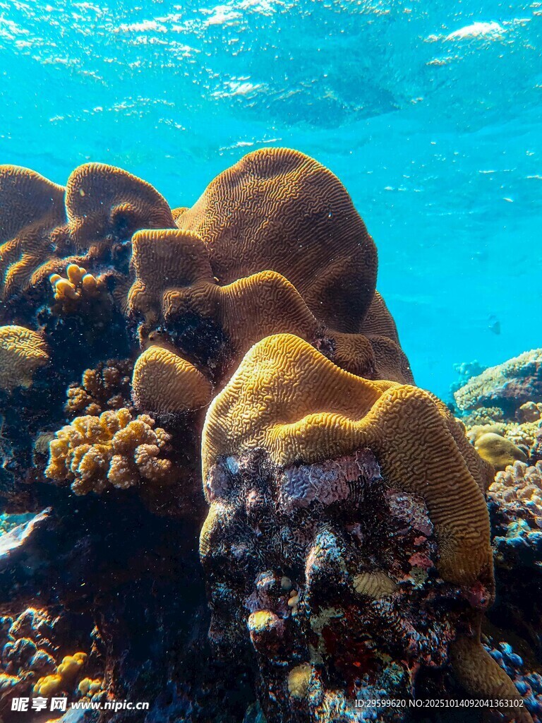 海底多彩珊瑚景观
