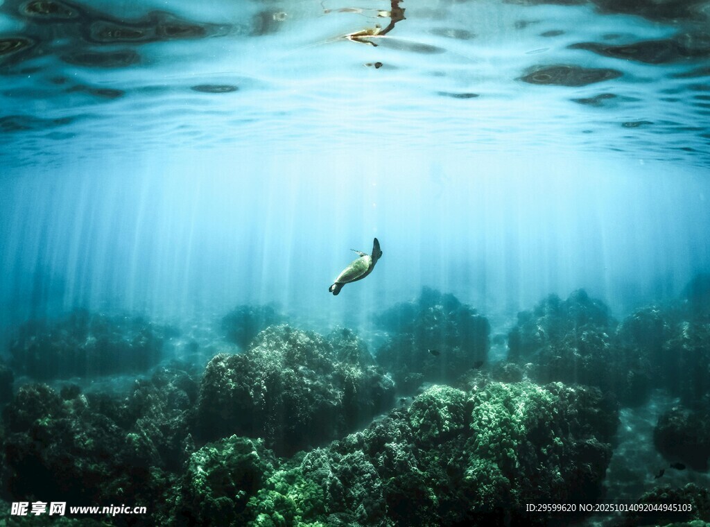 海底世界的灵动生物