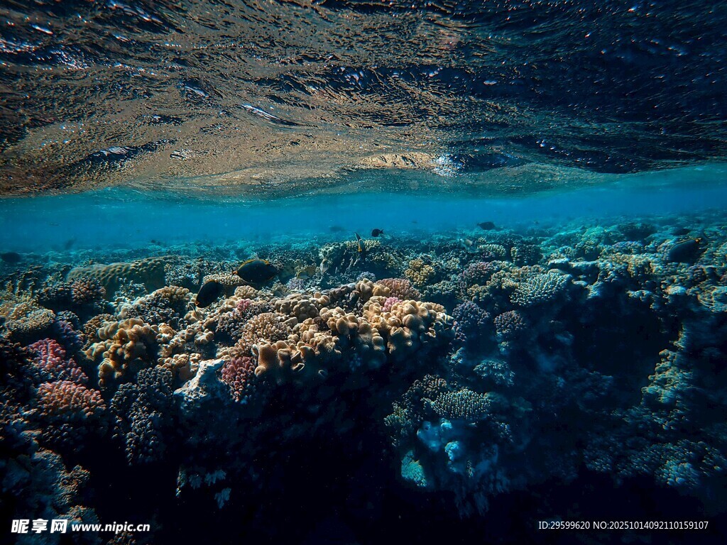 海底多彩珊瑚景观