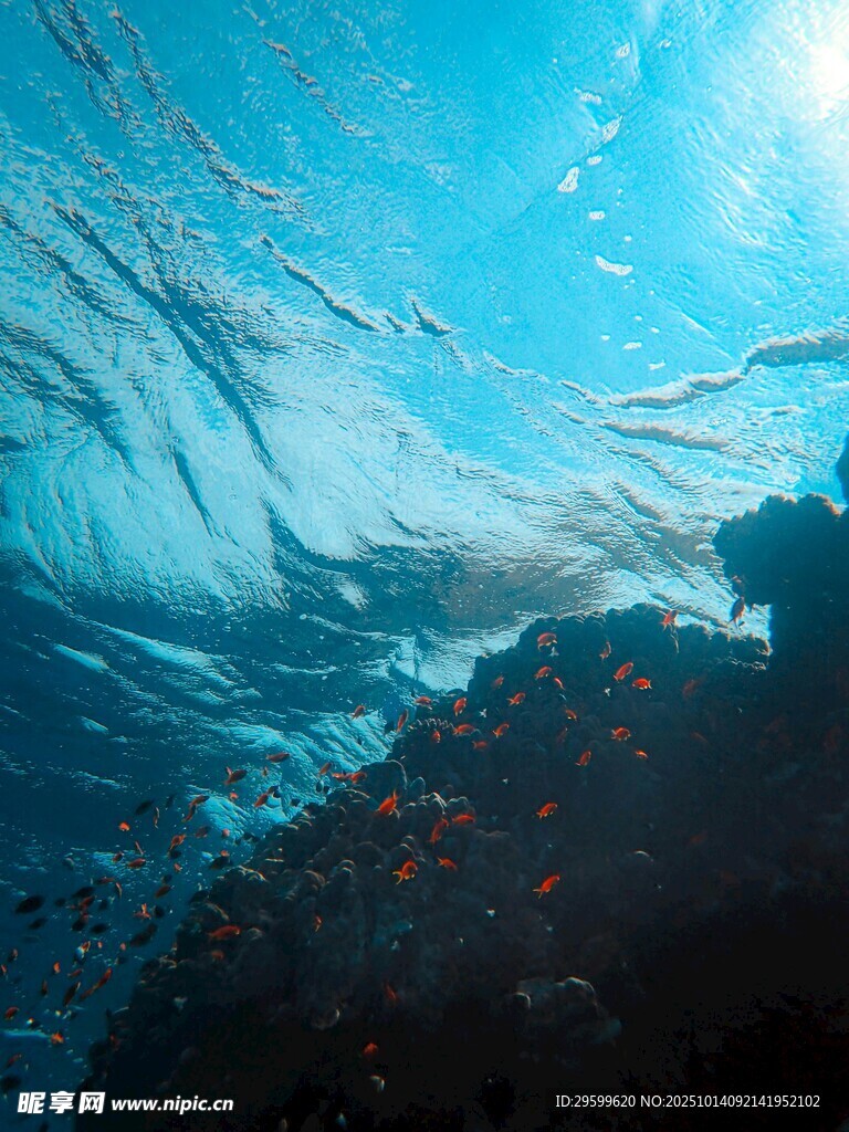 海底珊瑚景观