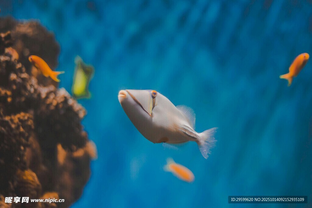 水族馆中游动的可爱小鱼