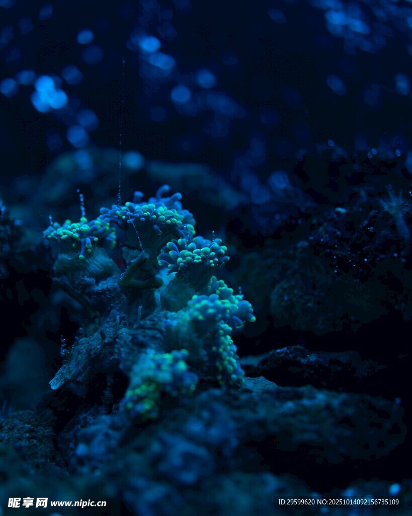 深海神秘的海底生物景象