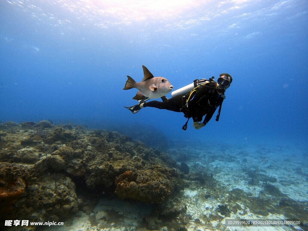 潜水员畅游海底珊瑚礁