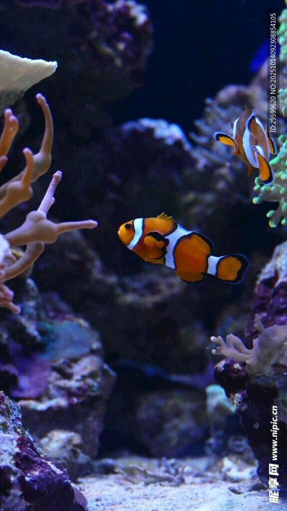 水族箱中的小丑鱼