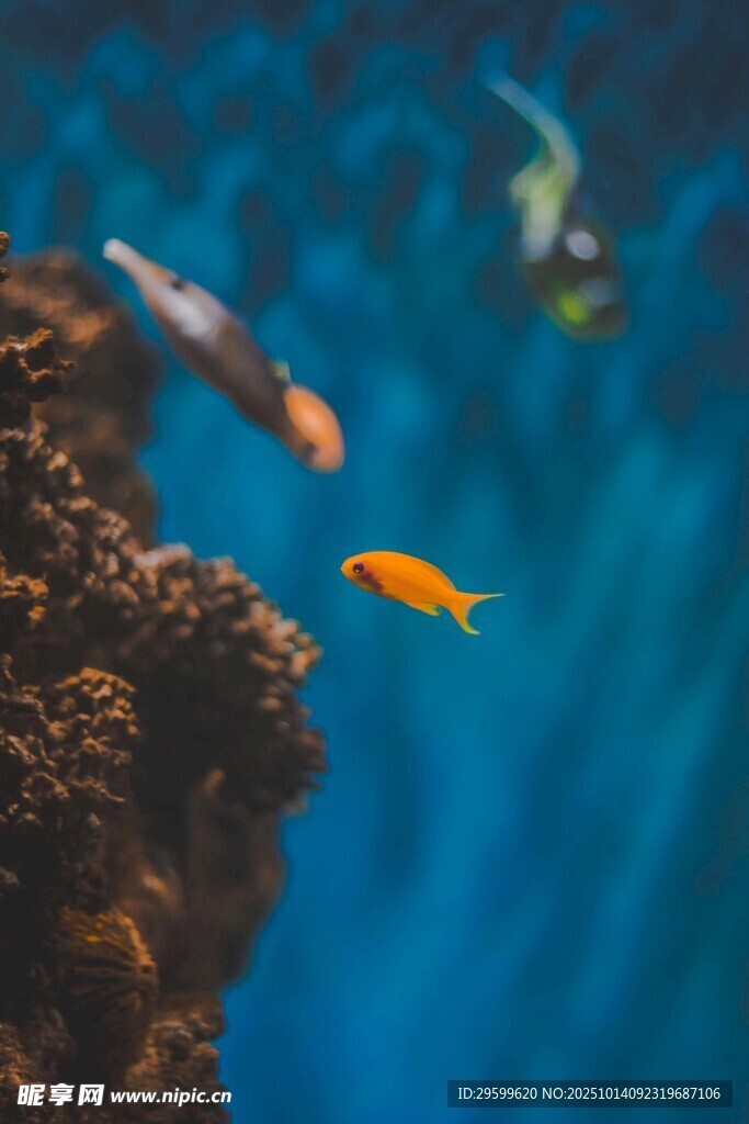 水族馆中灵动的橙色小鱼