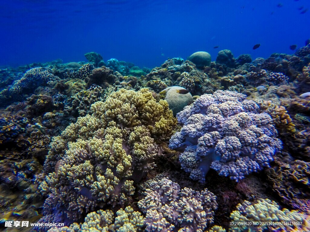 海底多彩珊瑚景观