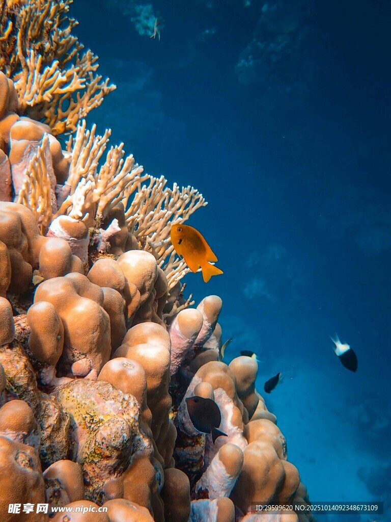 海底珊瑚与灵动小鱼