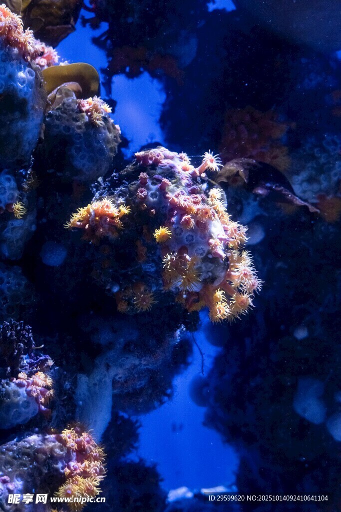 海底绚丽珊瑚景观