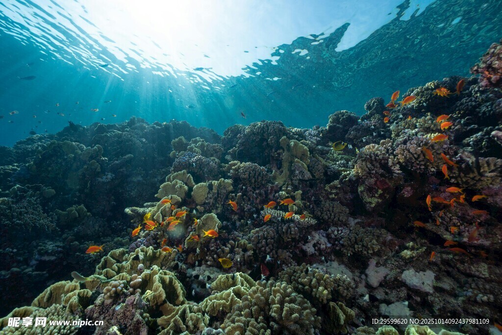 海底斑斓珊瑚景观