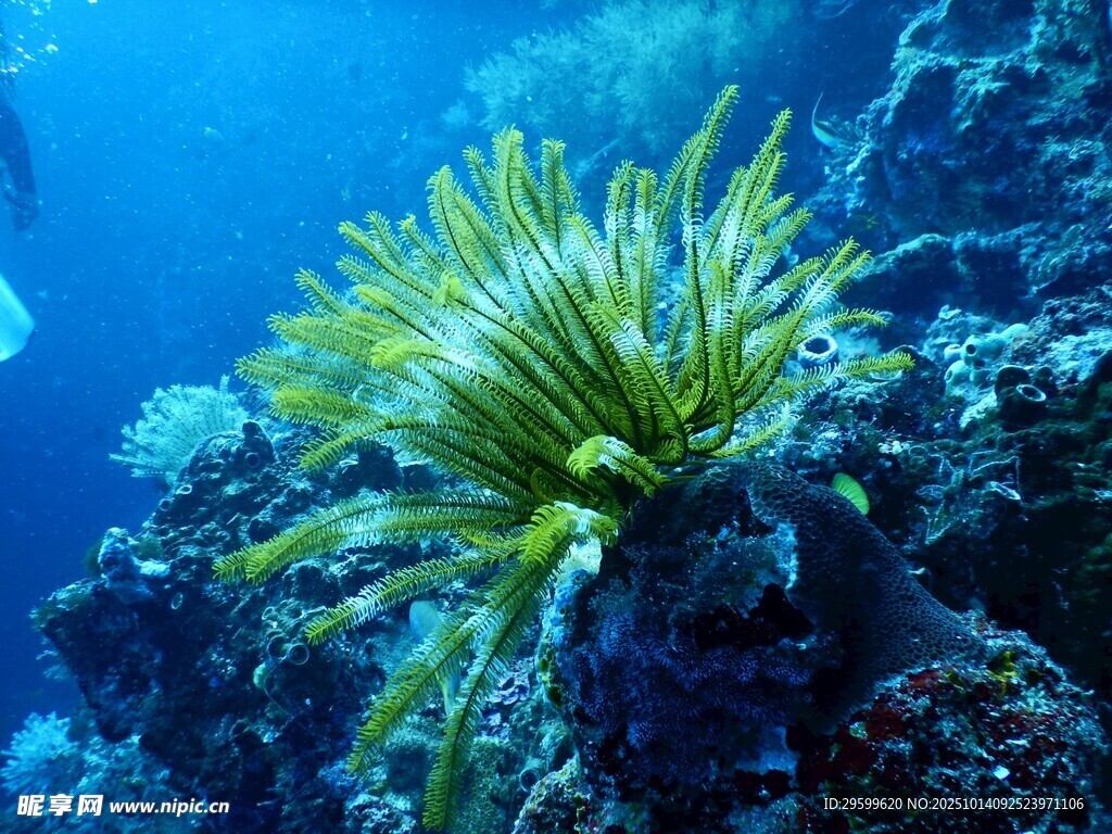 海底美丽的海葵景观