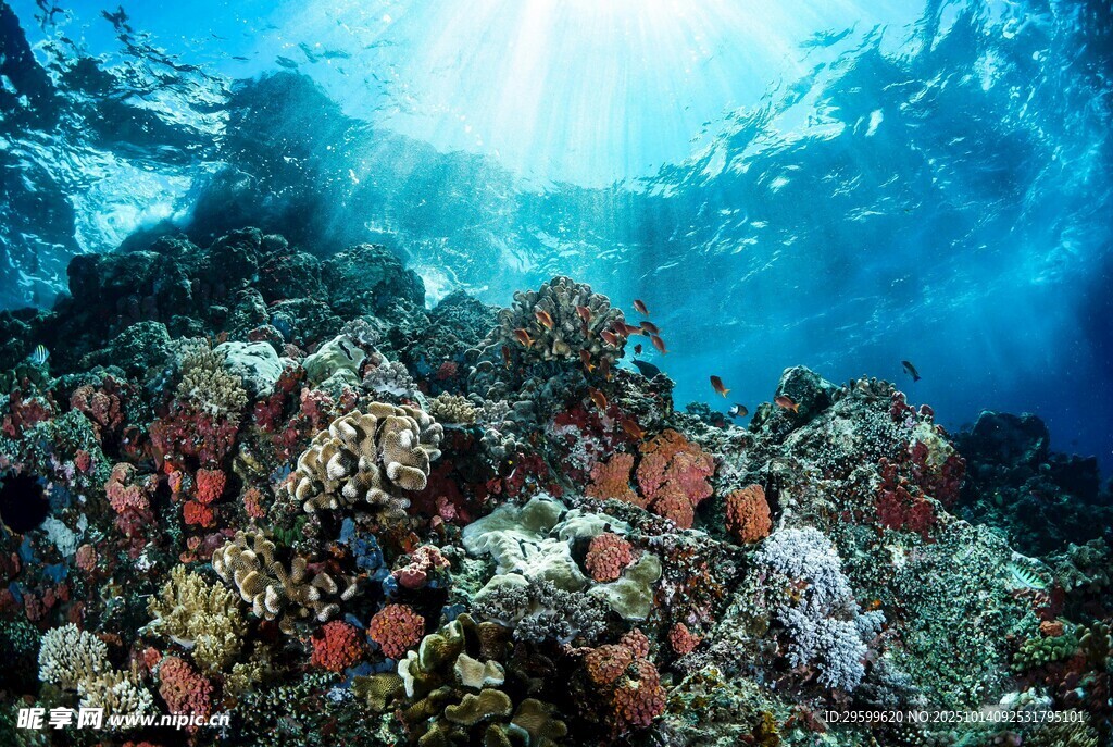 海底多彩珊瑚景观