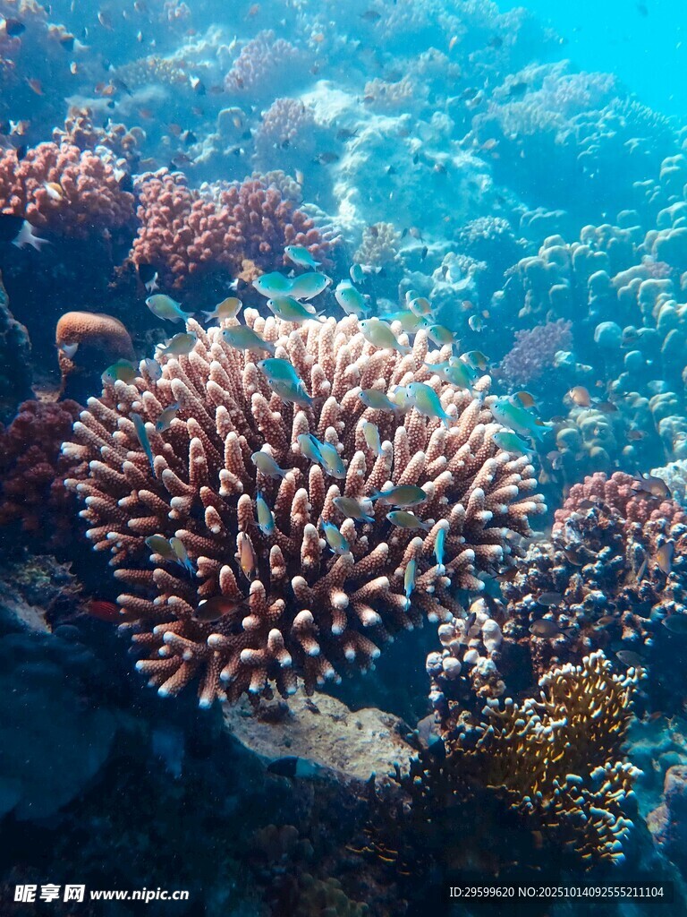 绚丽海底珊瑚景观