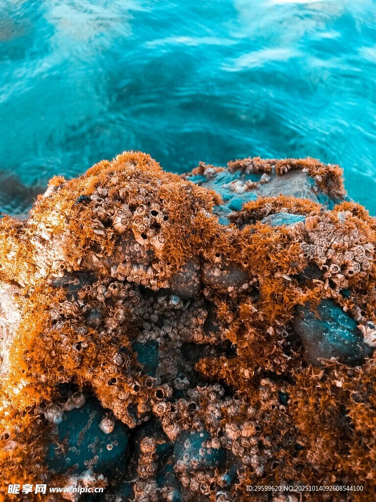 海底斑斓礁石