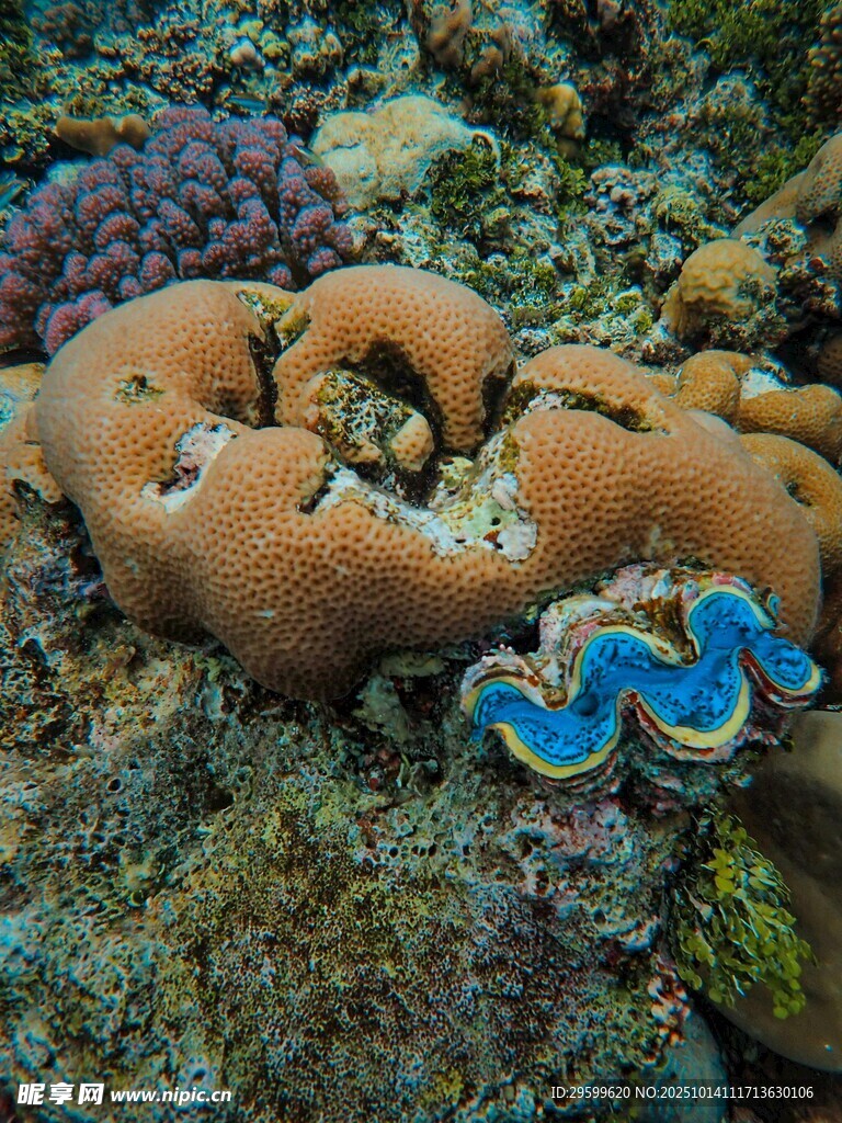 海底多彩珊瑚与贝类