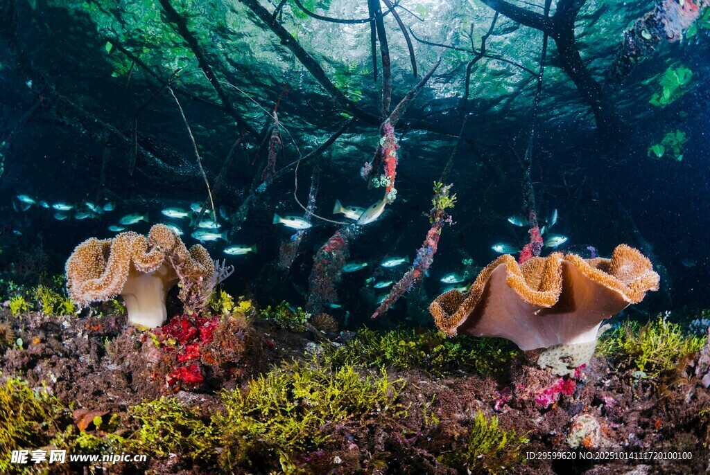 海底珊瑚礁与多彩海洋生物