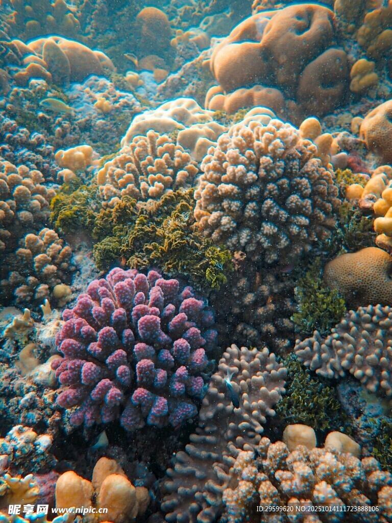 海底多彩珊瑚景观