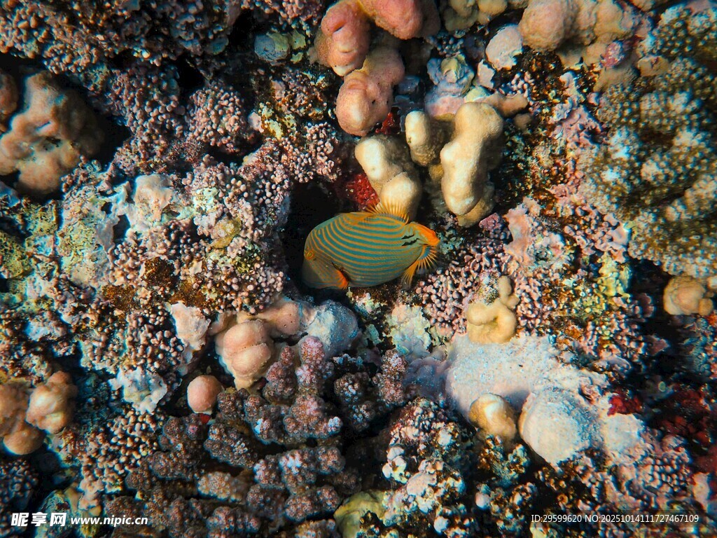 海底多彩珊瑚与海洋生物
