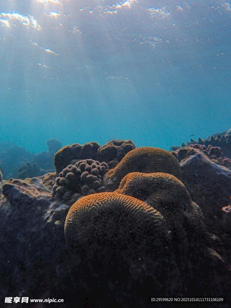 海底珊瑚景观 