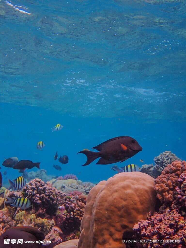 海底缤纷鱼类与珊瑚景观