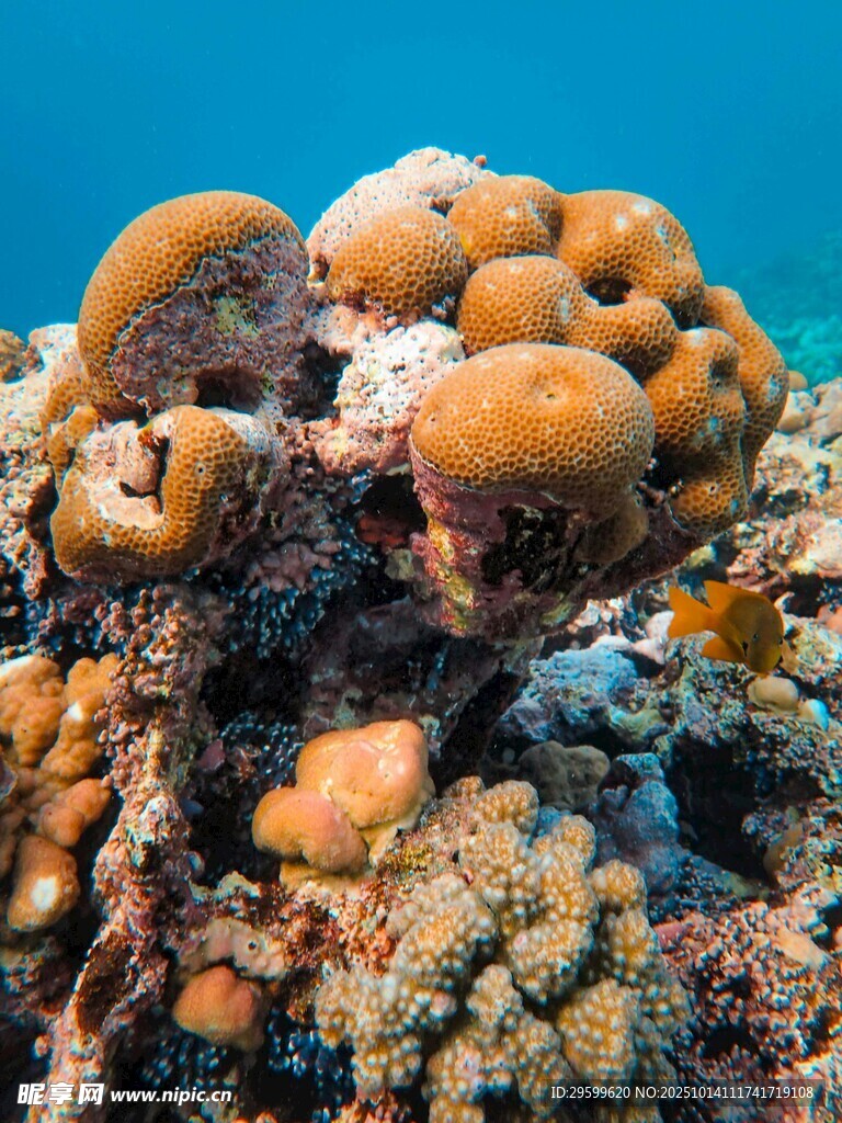 多彩海底珊瑚景观