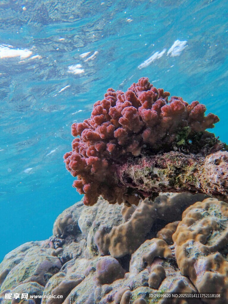 海底艳丽珊瑚景观