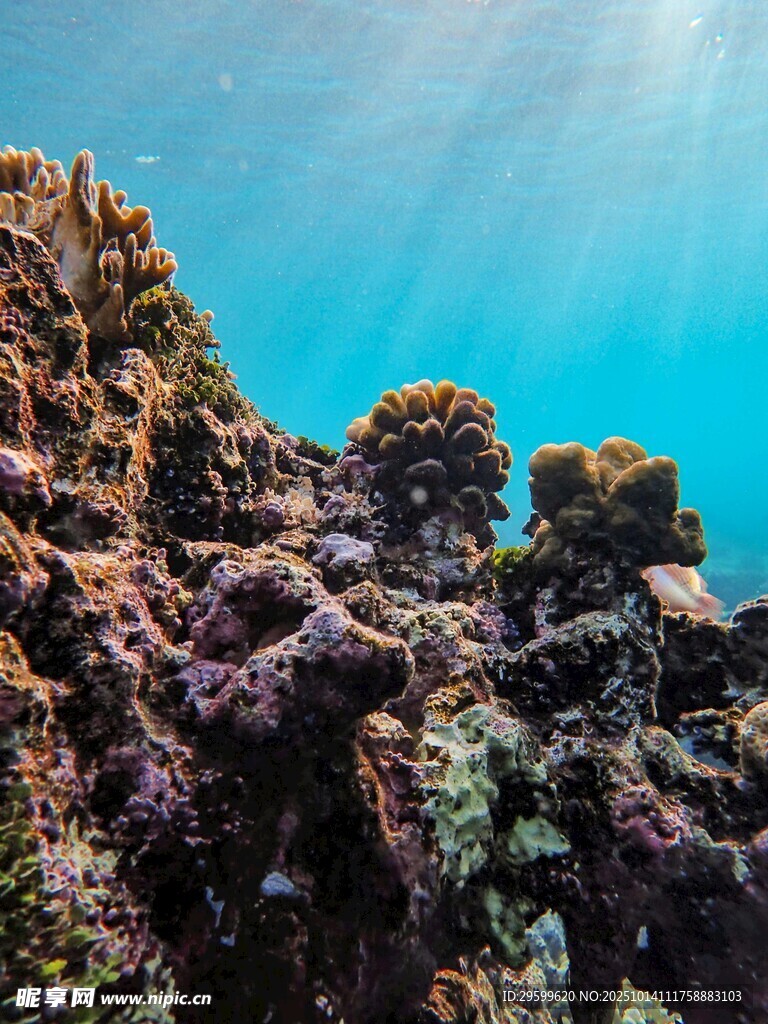 海底斑斓珊瑚景观
