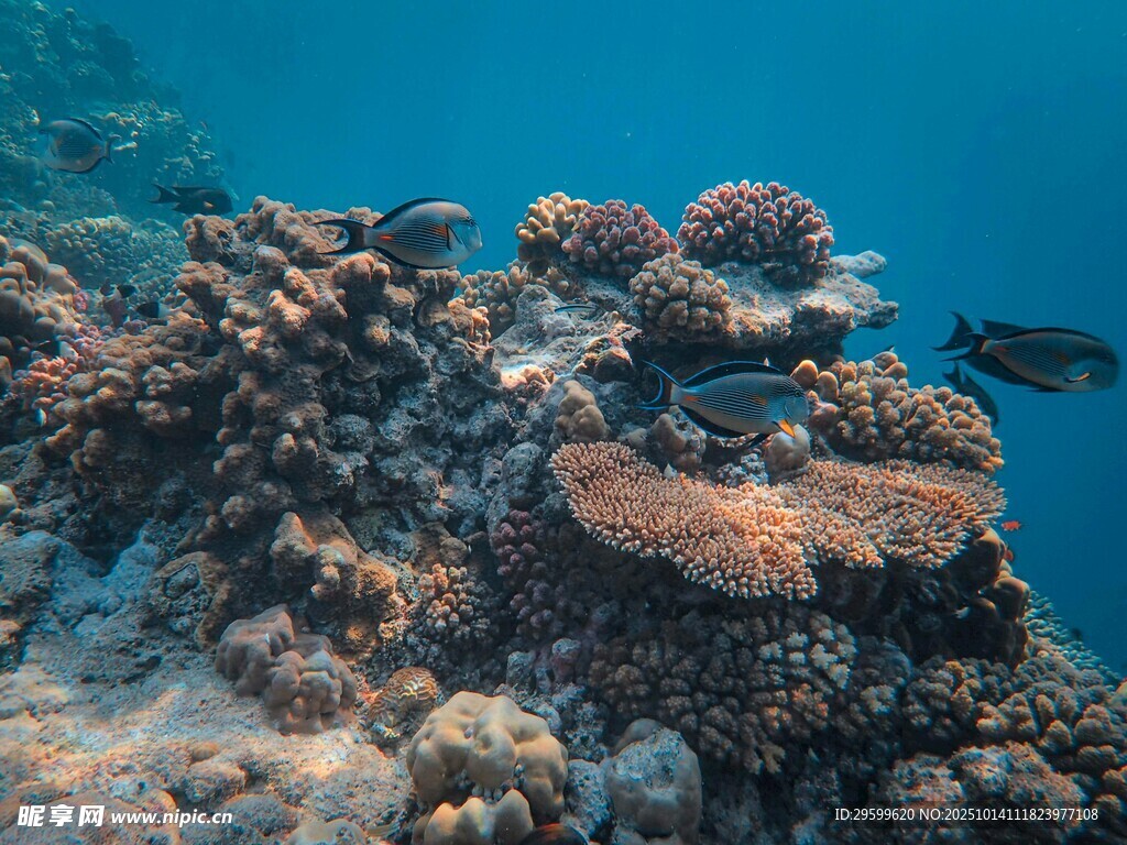 海底绚丽珊瑚景观