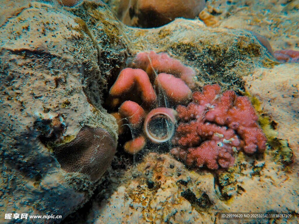海底多彩珊瑚与透明生物