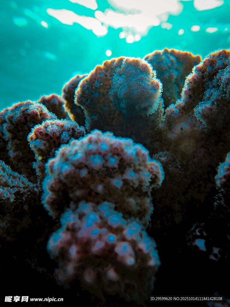 海底绚丽珊瑚景观